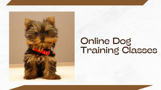 Different Types Of Online Dog Training Courses