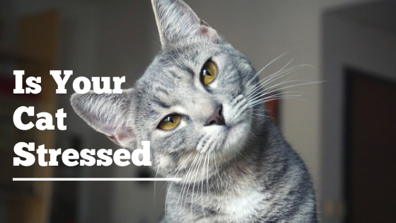Is Your Cat Stressed