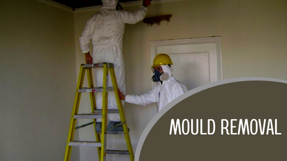 Mold Removal Services Sydney