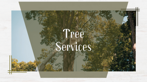 Why You Should Hire Professionals for Tree Removal in Chilliwack, BC